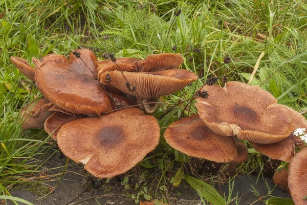 Champignons poussant sur un vieux tronc d'arbre. Champignons après la pluie. Champignons Armillaria l'herbe verte. Un jour d'automne pluvieux. Agent aromatisant délicat dans les aliments . — Photo