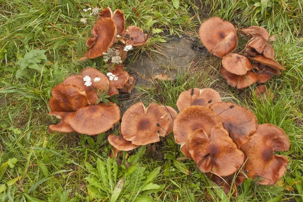 Champiñones creciendo en un tronco de árbol viejo. Setas después de la lluvia. Las setas Armillaria la hierba verde. Un día lluvioso de otoño. Delicado agente aromatizante en los alimentos . — Foto de Stock