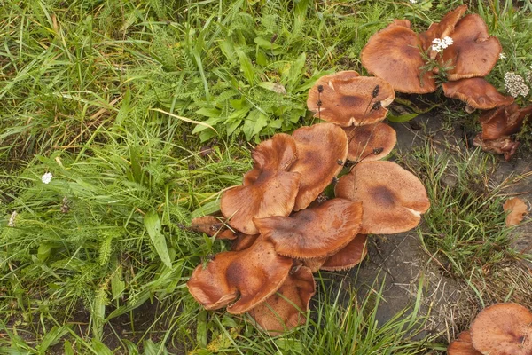 Mushrooms growing on an old tree stump. Mushrooms after rain. Mushrooms Armillaria the green grass. A rainy autumn day. Delicate flavoring agent in foods. — Stock Image Mushrooms growing on an old tree stump. Mushrooms after rain. Mushrooms Armillaria the green grass. A rainy autumn day. Delicate flavoring agent in foods. Stock Picture