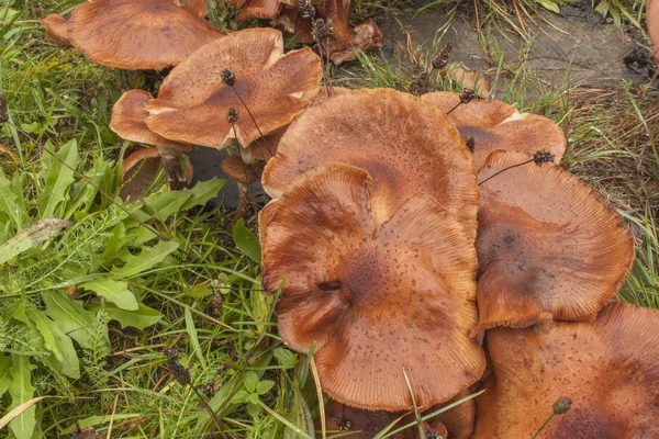 Cogumelos crescendo em um velho toco de árvore. Cogumelos depois da chuva. Cogumelos Armillaria a grama verde. Um dia chuvoso de outono. Agente aromatizante delicado nos alimentos . — Fotografia de Stock
