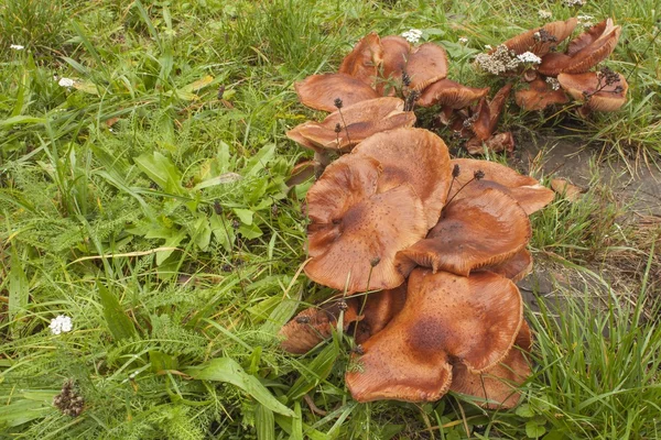 Champignons poussant sur un vieux tronc d'arbre. Champignons après la pluie. Champignons Armillaria l'herbe verte. Un jour d'automne pluvieux. Agent aromatisant délicat dans les aliments . — Photo