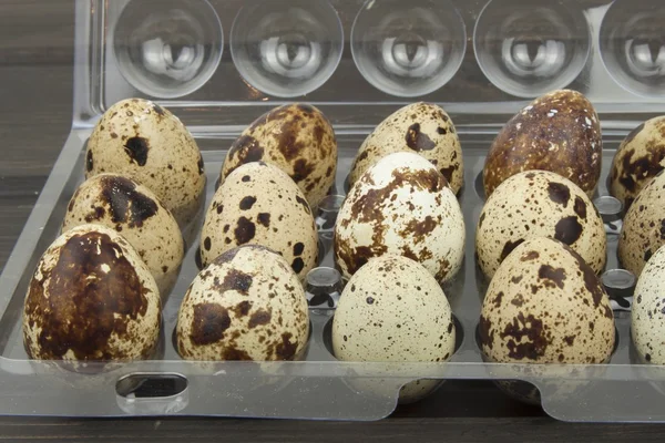 Quail eggs in a plastic carrying case. — Stock Photo, Image