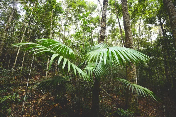 Palma Folhas Natural Verde Planta Selva Folha Bonita Floresta Tropical — Fotografia de Stock