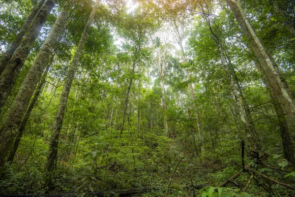 Árvore Verde Selva Com Folhas Verdes Luz Solar Planta Detalhe — Fotografia de Stock