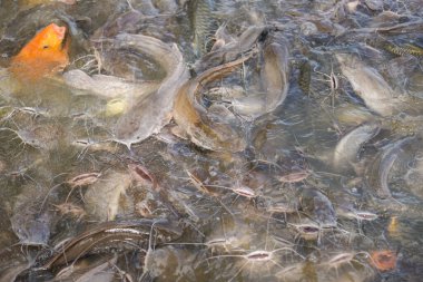 Yayın balığı su yüzeyindeki besinlerle besleniyor. Tatlı su balık çiftliği.