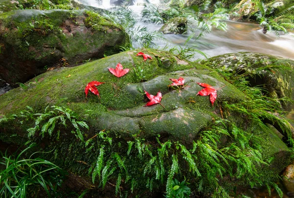 Belle Cascade Forêt Jungle Vert Arbre Plante Détail Nature Dans — Photo