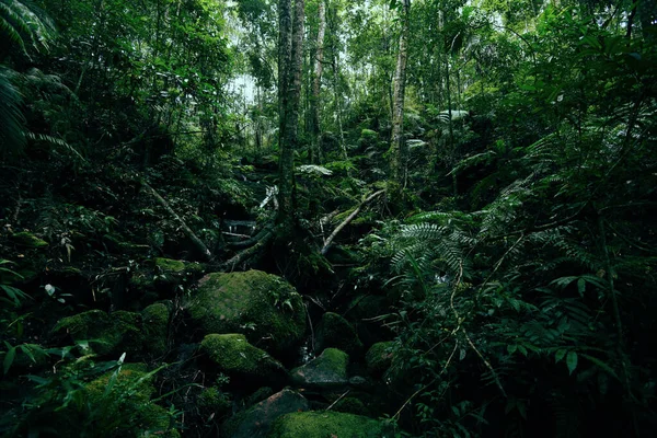 Grüne Farnbaumnatur Regenwald Landschaft Dunkler Tropenwald Üppig Und Wasserlauf Fluss — Stockfoto