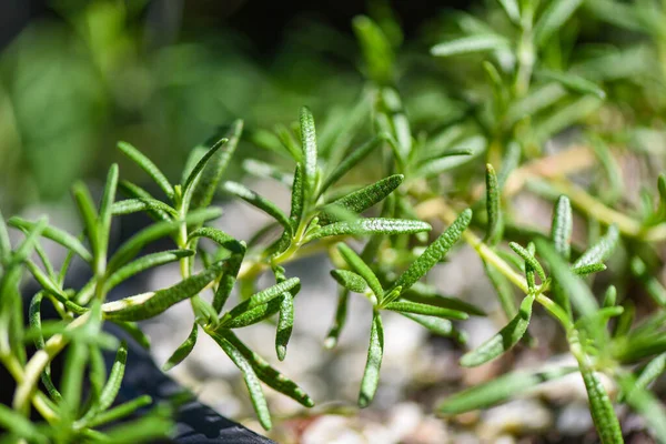 Organic Rosemary Plant Growing Garden Extracts Essential Oil Fresh Rosemary — Stock Photo, Image