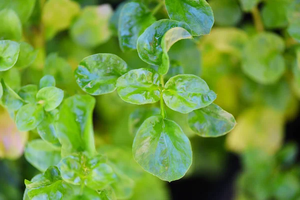 Creasta Apă Creștere Planta Grădină Legume Frunze Verzi Salată Apă — Fotografie, imagine de stoc