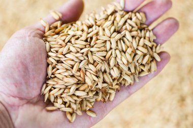 El tarlasında çeltik pilavı, kuru tohum pirinç Tayland 'dan organik tarımsal ürünler yiyecek için Asya' dan