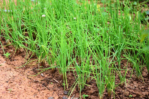 春のタマネギは畑で成長し 野菜園のタマネギ農園の緑の葉農業 — ストック写真