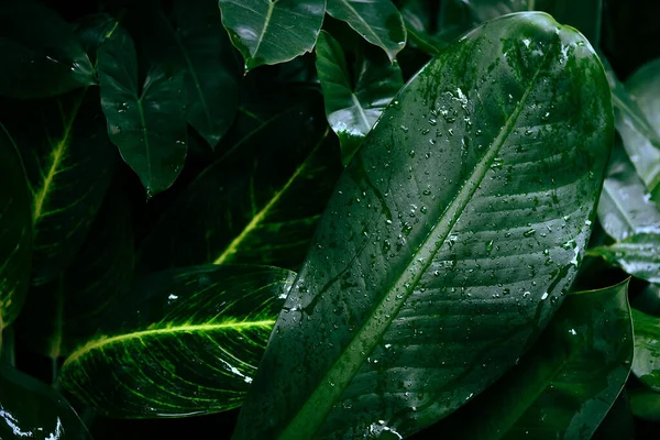 熱帯林植物ジャングルで美しい葉に雨が降った後の水滴 自然緑の葉模様暗い背景 — ストック写真