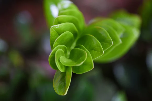 Mladé Listy Listy Krásné Tropickém Lese Rostlina Džungle Přírodní Zelené — Stock fotografie