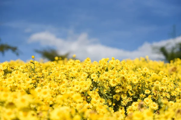 Flores Campo Amarelo Com Crisântemo Amarelo Jardim Fundo Azul Céu — Fotografia de Stock