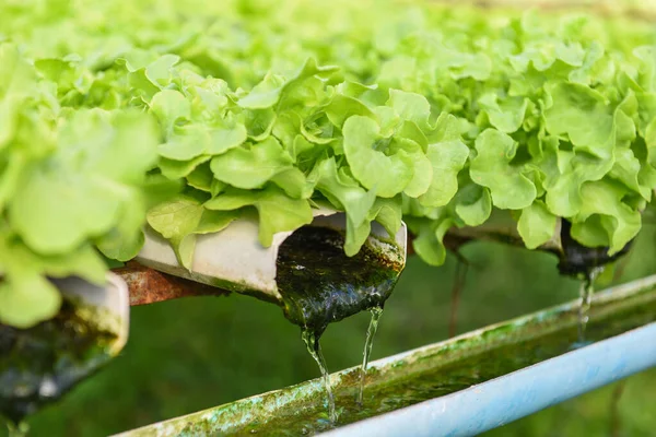 Hydroponic lettuce growing in garden hydroponic farm lettuce salad organic for health food, Greenhouse vegetable on water pipe with green oak and red oak