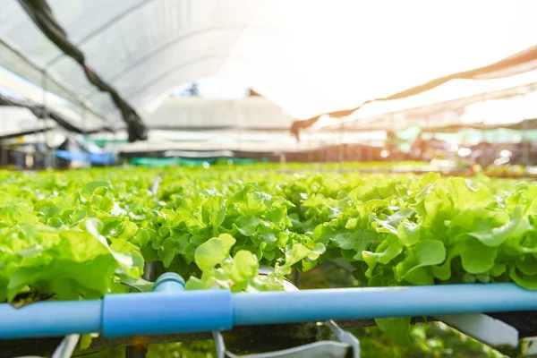 Hydroponic lettuce growing in garden hydroponic farm lettuce salad organic for health food, Greenhouse vegetable on water pipe with green oak and red oak