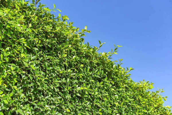 Groene Bladeren Achtergrond Met Blauwe Lucht Natuurlijke Muren Textuur Groene — Stockfoto