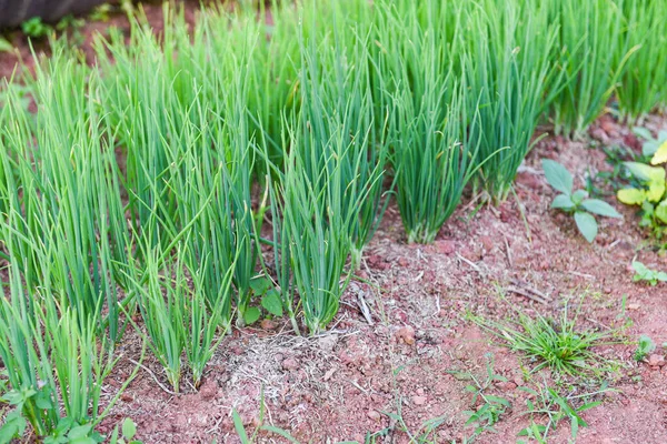 小さな植物タマネギは農業菜園で緑の苗を芽生え — ストック写真
