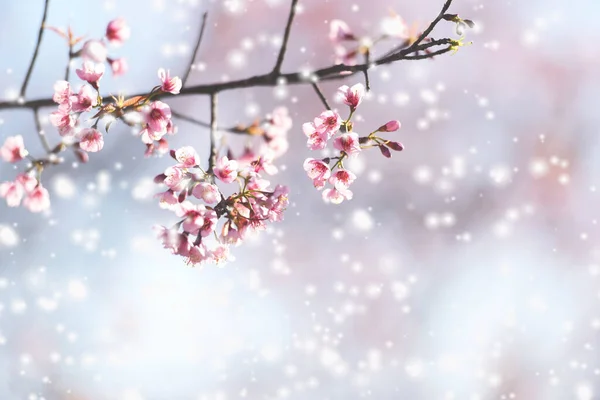 Flor Cerezo Del Himalaya Salvaje Hermosa Flor Sakura Rosa Invierno —  Fotos de Stock
