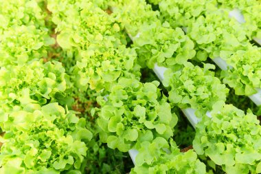 Bahçede yetişen hidrofonik marul, sağlıklı yiyecekler için organik salata, yeşil meşe ağacıyla su borusunda sera sebzesi.