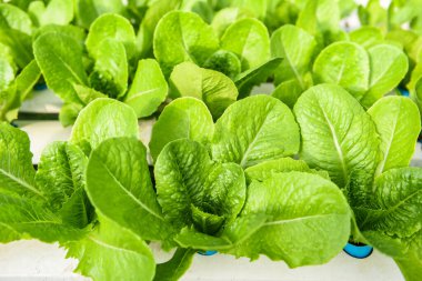 Bahçede yetişen hidrofonik marul salata sağlıklı yiyecekler için organik salata, yeşil marullu su piposu üzerinde sera sebzesi.