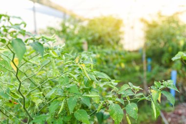 Bahçede yetişen kırmızı biberler, serada yetişen kırmızı biberli ağaç fidanlığı organik tarım.