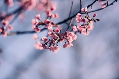 Vahşi Himalaya kiraz çiçeği, güzel pembe sakura çiçeği kış manzarasında