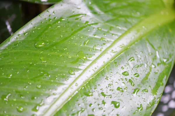 Goccia Acqua Dopo Pioggia Sulla Foglia Bella Nella Giungla Vegetale — Foto Stock
