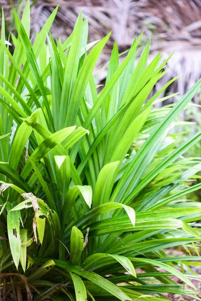 Plante Feuille Pandan Poussant Sur Jardin Des Arbres Pandan Pour — Photo