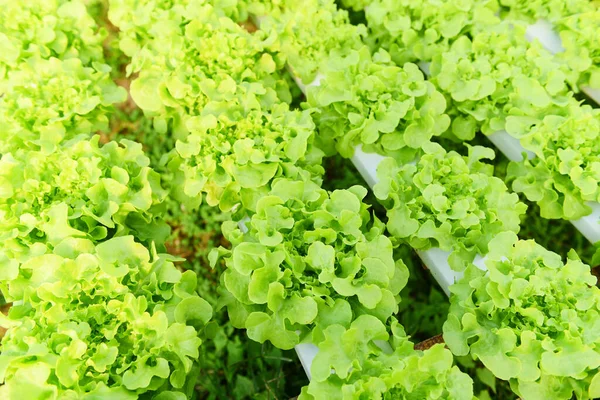 Hydroponic lettuce growing in garden hydroponic farm lettuce salad organic for health food, Greenhouse vegetable on water pipe with green oak