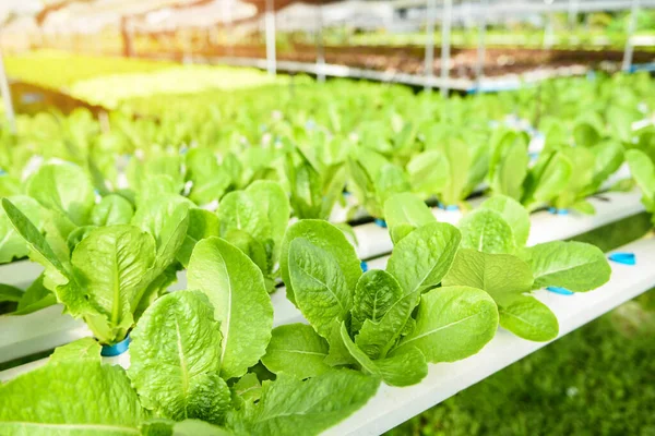 Hydroponic lettuce growing in garden hydroponic farm lettuce salad organic for health food, Greenhouse vegetable on water pipe with green cos lettuce