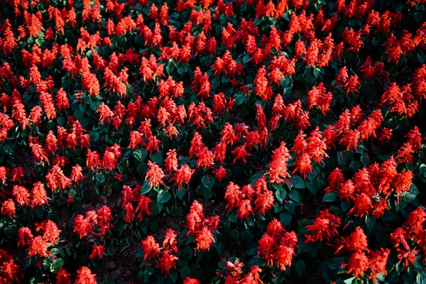 Salvia Bloemen Tuin Mooie Bloeiende Bloemen Red Salvia Salvia Splendens — Stockfoto