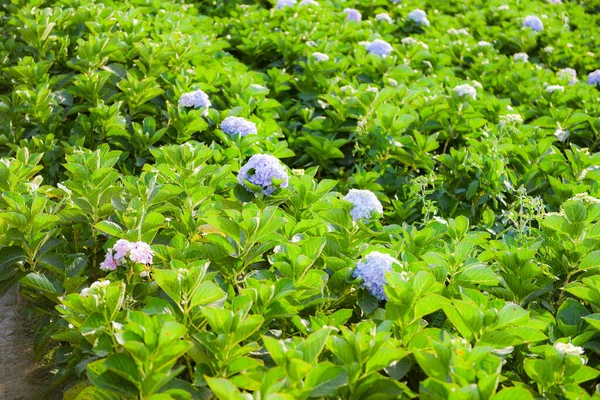 Hydrangea Flowers Field Hydrangea Garden Beautiful Flower Bloom Hot Sunshine — Stock Photo, Image