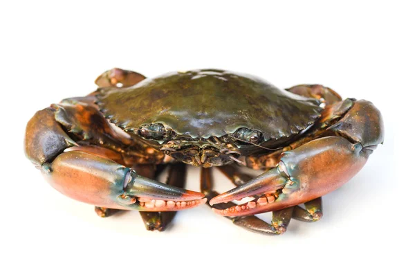 Crab Isolated White Background Fresh Seafood Serrated Mud Crab — Stock Photo, Image