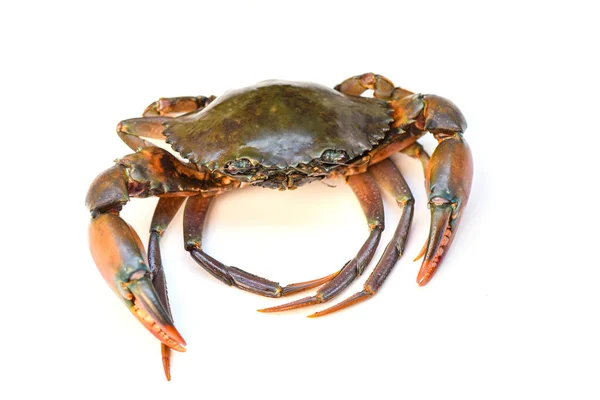 Crab Isolated White Background Fresh Seafood Serrated Mud Crab — Stock Photo, Image