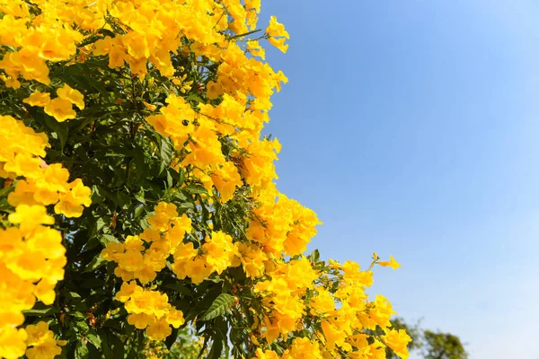 Flor Amarela Árvore Jardim Com Céu Azul Belas Flores Trumpetflower — Fotografia de Stock