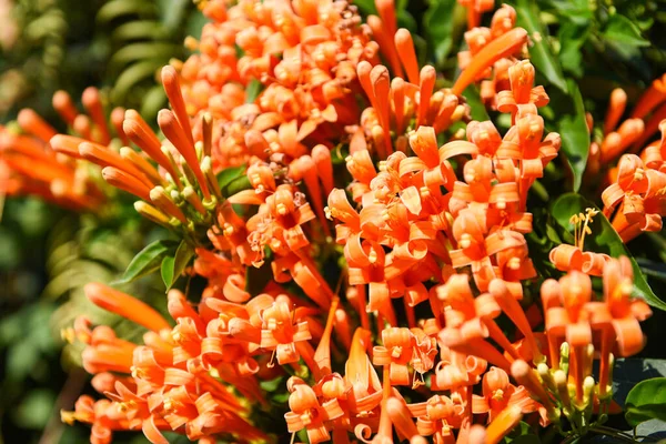 Kwiat Pomarańczy Drzewie Ogrodzie Piękne Pomarańczowe Kwiaty Trąbki Pyrostegia Venusta — Zdjęcie stockowe