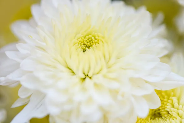 Close Van Chrysant Bloemen Natuur Tuin Achtergrond Chrysant Wit — Stockfoto