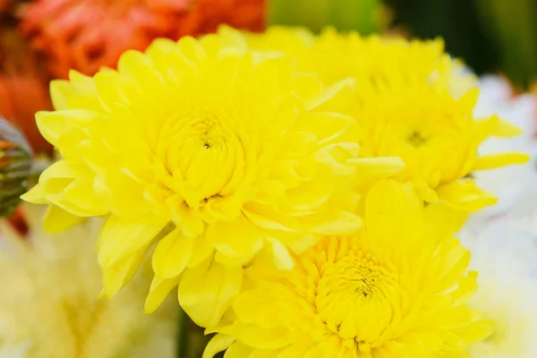 Close Van Chrysant Bloemen Natuur Tuin Achtergrond Chrysant Kleurrijk — Stockfoto