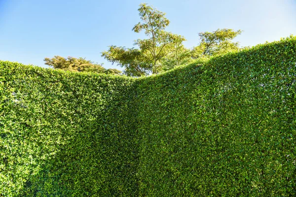 Πράσινο Φύλλα Φόντο Στον Τοίχο Μπλε Ουρανό Φυσικό Πράσινο Τοίχο — Φωτογραφία Αρχείου