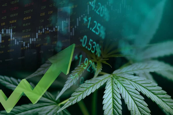 Esrar işi ile marihuana yaprakları ve borsa borsa ticaret analizi yatırımı, ticari esrar ilacı parası daha yüksek değer finans ve ticaret kar eğilimleri üzerinde borsa grafiği grafikleri