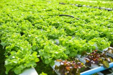 Yeşil meşeli su borusunda sebze, bahçede yetişen hidroponik marul sağlıklı yiyecekler için organik salata.