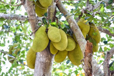 Jackfruit meyveleri yazın tropikal meyve bahçesindeki bir dala asılıyor.