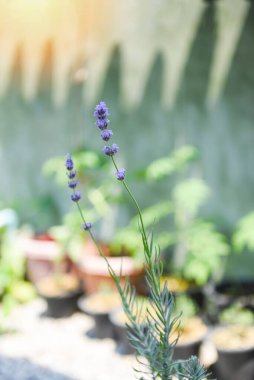 Lavanta çiçekleri lavanta tarlalarında çiçek açar arka planda, mor çiçekleri kapatır
