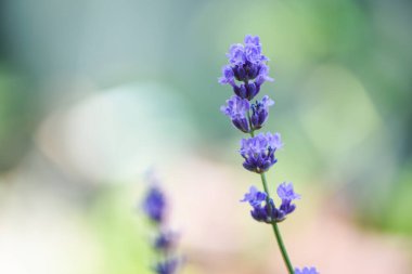 Lavanta çiçekleri lavanta tarlalarında çiçek açar arka planda, mor çiçekleri kapatır