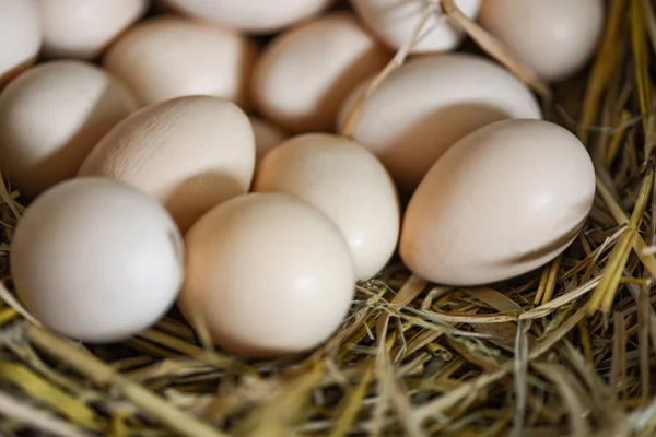 Пасхальные Яйца Корзине Свежие Яйца Яичной Ферме — стоковое фото