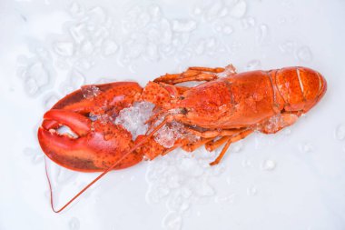 Beyaz tabakta taze ıstakoz yemeği, kırmızı ıstakoz akşam yemeği buzlu, restoran gurmesi sağlıklı haşlanmış ıstakoz, üst manzara. 