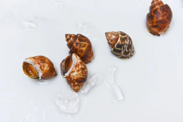 Babylonia Areolata Schalentiere Meeresfrüchte Auf Weißem Teller Fertig Zum Essen — Stockfoto