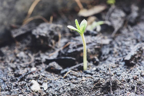 Sementes Cannabis Fundo Solo Close Plantio Cânhamo Semeadura Agricultura Fitoterapia — Fotografia de Stock