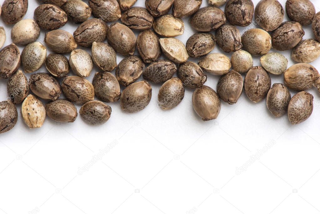 cannabis seeds on white background, close up of hemp seeds for planting agriculture herbal medicine, marijuana seed